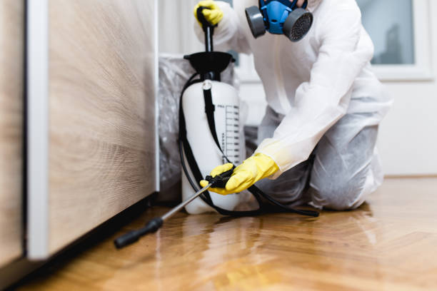 Best Termite Control Services  in Monongah, WV