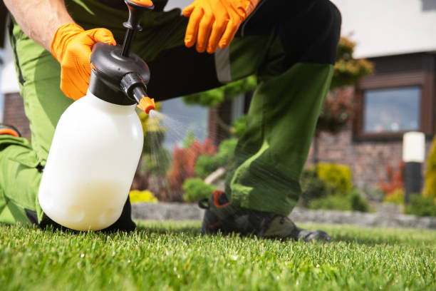 Best Spider Control Near Me  in Monongah, WV