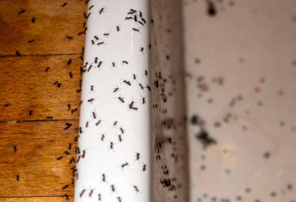 Best Emergency Pest Control  in Monongah, WV