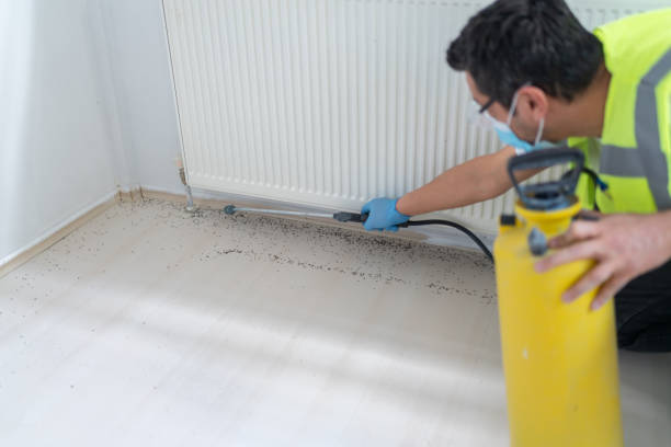 Best Affordable Pest Control Services  in Monongah, WV
